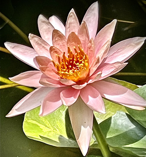 Ramana Maharshi