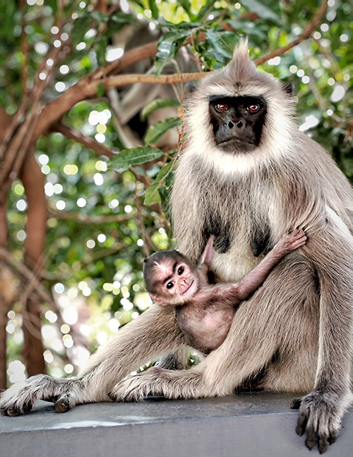 A grey langur mother and her infant taking refuge in Sri Ramanasramam during an unusually warm August